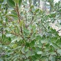 Rhamnus alaternus P1A